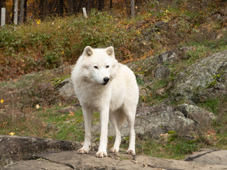 An Arctic Wolf in nature