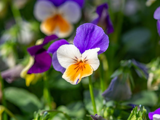 purple and white viola