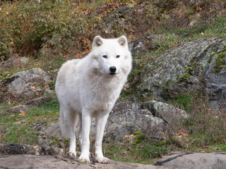 Fototapeta premium An Arctic Wolf in nature