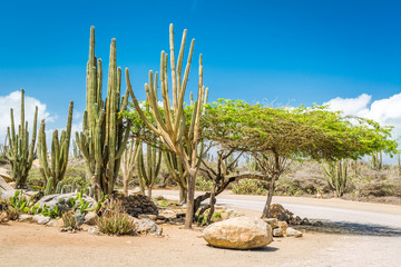 Typical dry climate cacti and shrubs in Aruba. The rural areas of the island, called kunuku, are home to various forms of cacti, thorny shrubs, and local trees like the Kwih, Divi Divi and Fofoti. - obrazy, fototapety, plakaty
