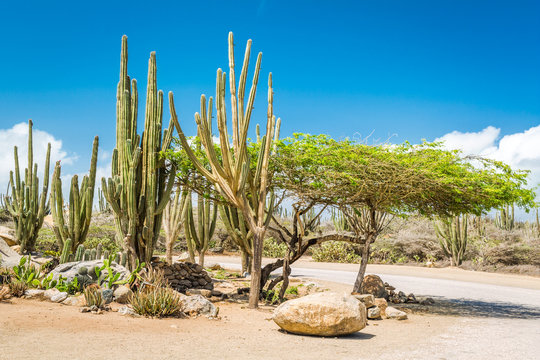 Typical dry climate cacti and shrubs in Aruba. The rural areas of the island, called kunuku, are home to various forms of cacti, thorny shrubs, and local trees like the Kwih, Divi Divi and Fofoti.