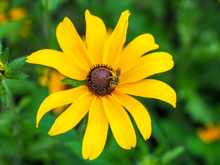 bee on Black-eyed Susan 2