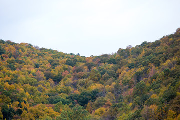 colorful fall foliage trees mountains