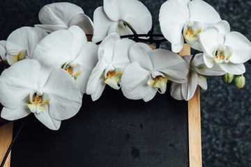 Fototapeta premium White orchids on the background of the school board