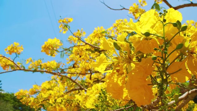 Yellow flamboyant flowers on branches on tropical sunny day close up