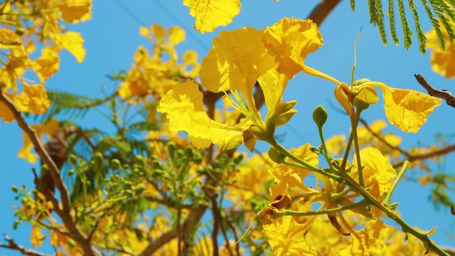 Tropical exotic Yellow flamboyant flowers on breezy sunny day close up