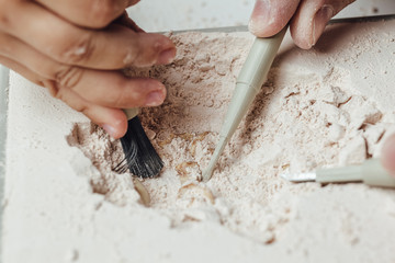 Skeleton and archaeological tools.Training for dig fossil.Simulated same as real digging. Archaeological tools, Archeaologist working on site, close-up, hand and tool. © Ekaterina