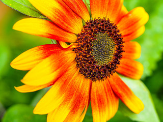 sunflower with red