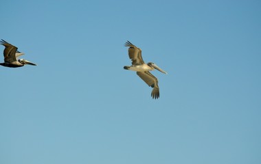 Great blue heron flying in the blue sky
