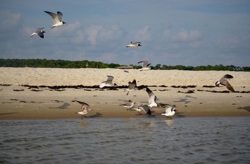 flock of seagulls