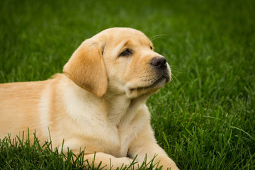 Sadie Yellow Labrador Retriever