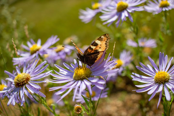 butterfly on flower