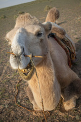 Obraz premium camel in desert