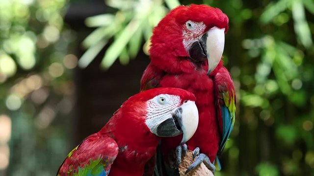 A pair of red and blue macaw parrots, playing on tree trunk and one was pushed down, 4k footage, slow motion.