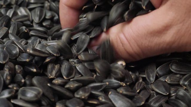 Sunflower seeds in hand of farmer. Oil production and harvest concept