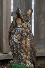 Injured bird in a rehabilitation center