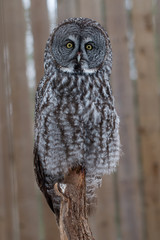 Injured bird in a rehabilitation center