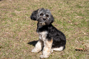 Young friendly dog is hopping for someone to play