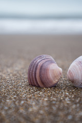 Caracoles en el mar