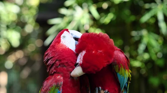 A pair of red and blue macaw parrots, kissing and cleaning feathers for each other, 4k footage, slow motion.