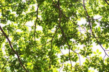 Fototapeta na wymiar Green fioliage fresh tree leaf with sun light