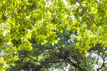 Green fioliage fresh tree leaf with sun light