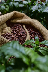 Open bag with coffee beans slices of green leaves. beautiful light, vigor of coffee beans, among coffee bushes