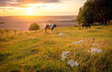 Horses pasturing in a rural landscape under warm sunlight with blue yellow and orange colors...