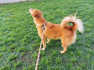 dog on the grass