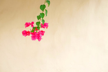 Single branch on pink flowers ( Bougainvillea) on soft simple empty cream blurred background.