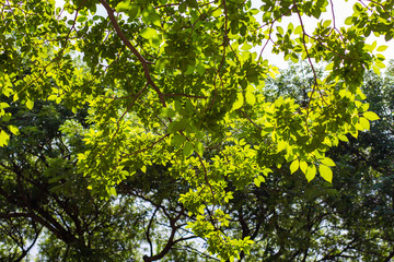 Green fioliage fresh tree leaf with sun light