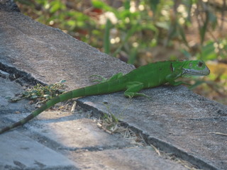 lizard on a rock