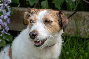 close up of jack russell