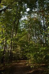 trail through the forest