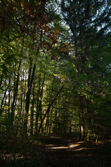 morning in the forest