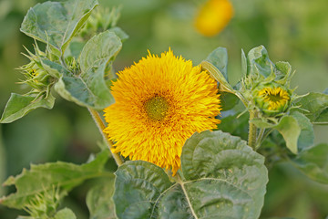 Sunflower grow in the wild