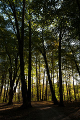 autumn in the forest