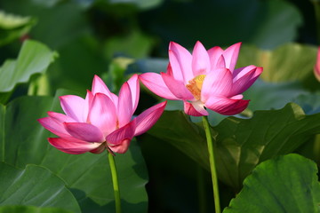 Obraz premium Blooming lotus flower, very beautiful