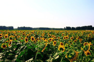 Fototapeta na wymiar Sunflower grow in the wild