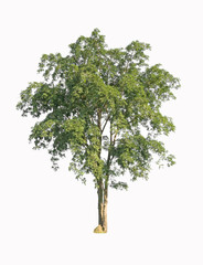 Fototapeta premium Big green tree on white background.