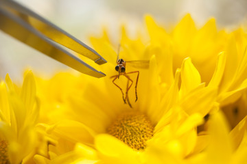 an insect is posed with a pair of tweezers on to a bright yellow flower