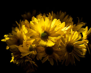 dramatic spotlight onto the colorful yellow petals of a bunch of freshly cut daisies  against a dark background