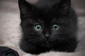 black kitten with green eyes