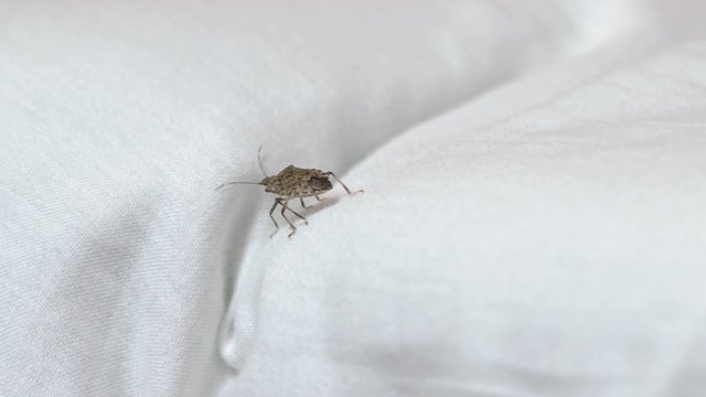 Stink bug crawling on a bed, high detail 4k, stinkbug