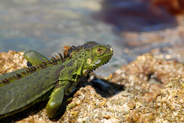 Invasive Species