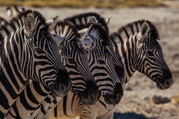 Fototapeta premium Zebra Herd