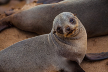 Baby Seal