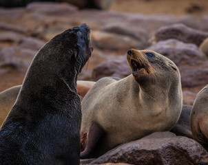 Obraz premium Sea lion Fight