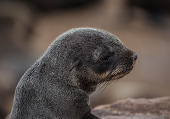 Baby Seal