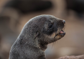 Obraz premium Baby Seal